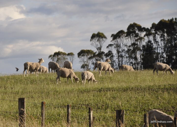 New Zealand: sheep