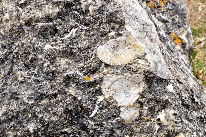 New Zealand: fossils