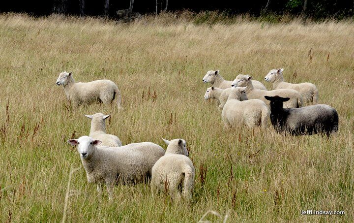 New Zealand: sheep