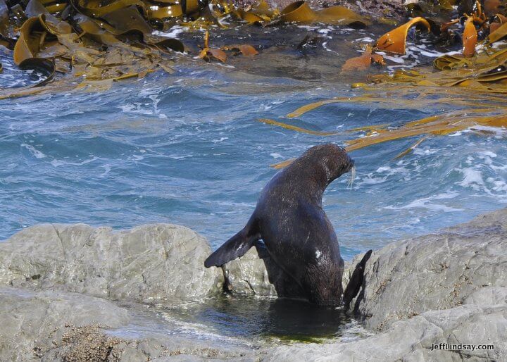 New Zealand: Another seal at the colony on the South Island.