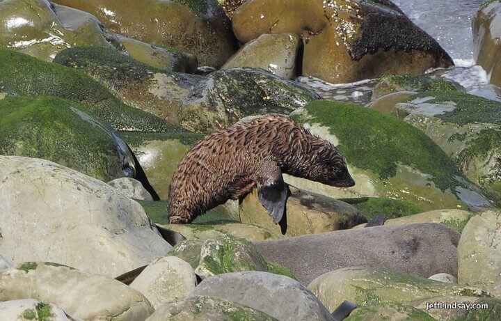 New Zealand: baby seal, south island