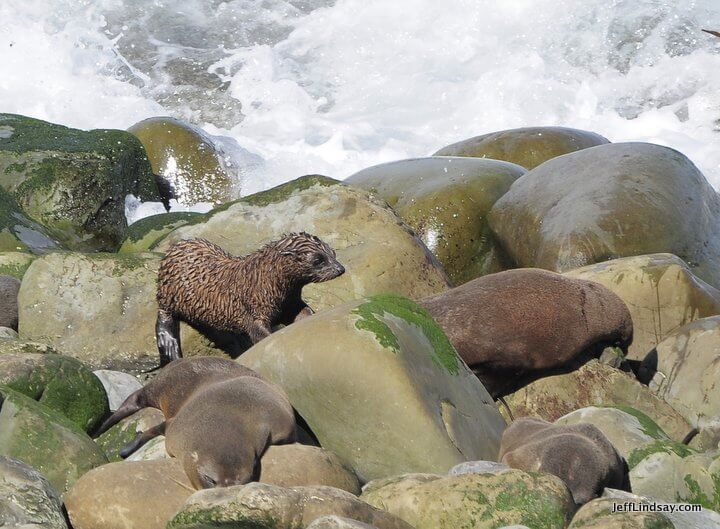 New Zealand: baby seal near adult seals