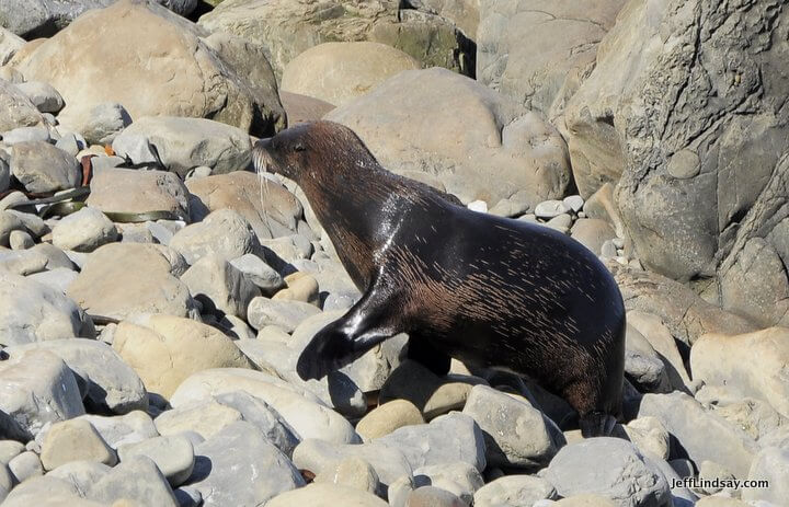 New Zealand: young seal 