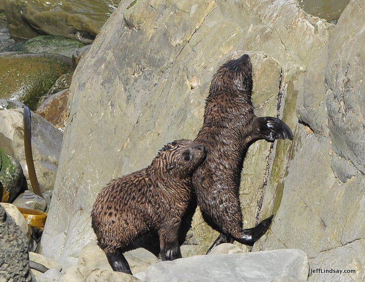 New Zealand: baby seals