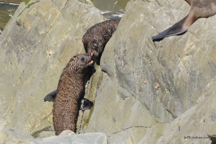 New Zealand: baby seals