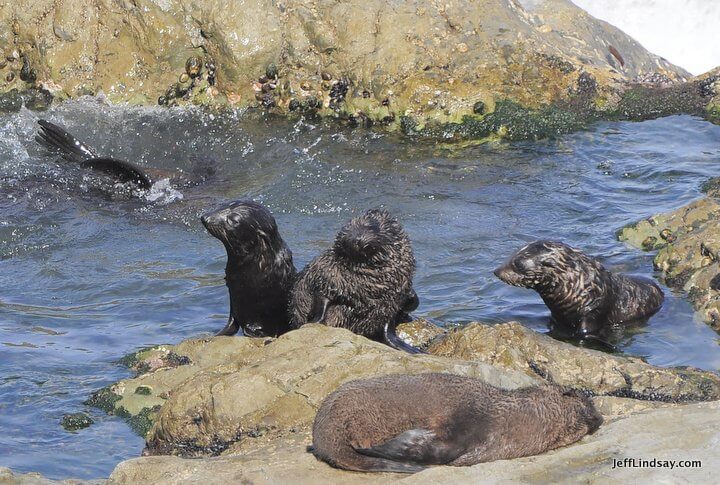 New Zealand: seal pool