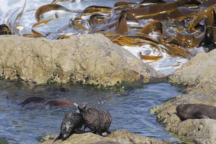 New Zealand: seals and kelp