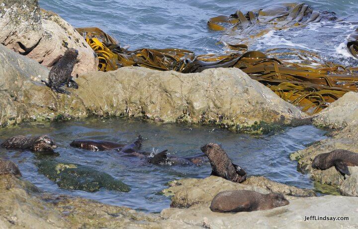 New Zealand: Partial view of a large colony of seals, South Island