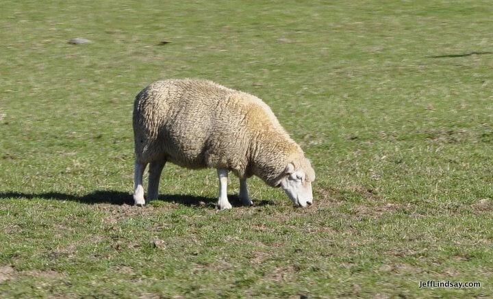 New Zealand: sheep