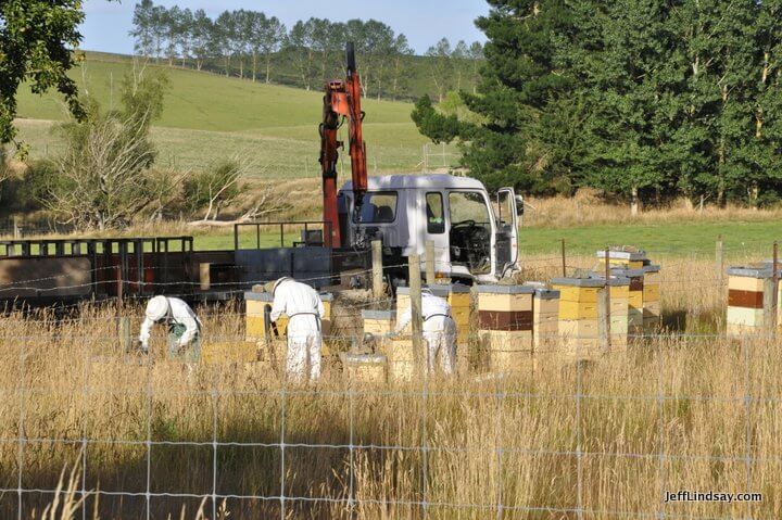 New Zealand: bee hives, honey 