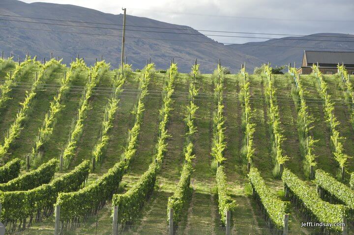 New Zealand: rows of graps