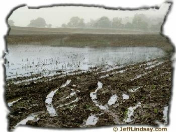 Photograph of Wisconsin Farmland in June 2004: Wet and Primal, Waiting for Life to Erupt Once the Waters Recede