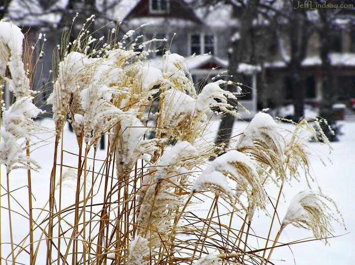 Snow on tall grass at City Park, Feb. 2008.