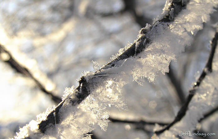 hoar frost on a plum tree