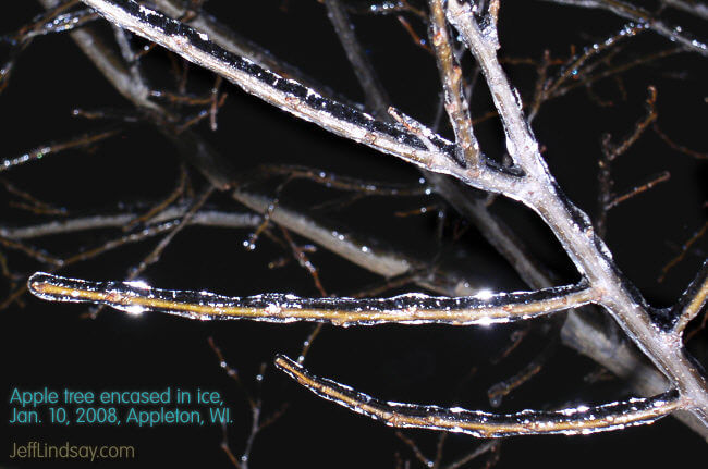 A branch of an apple tree in my yard encased in ice from an ice storm, Jan. 2008.