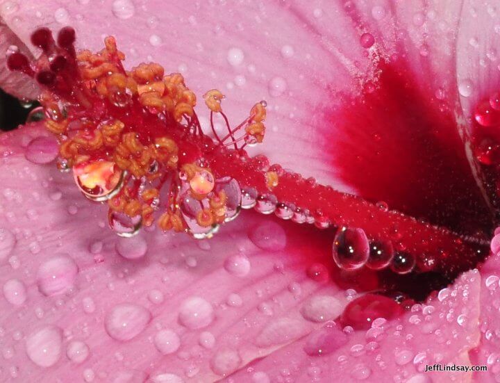 Xiamen, Fujian China, April 2013: wet flower with flash