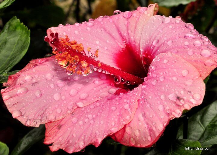 Xiamen, Fujian China, April 2013: wet flower with flash