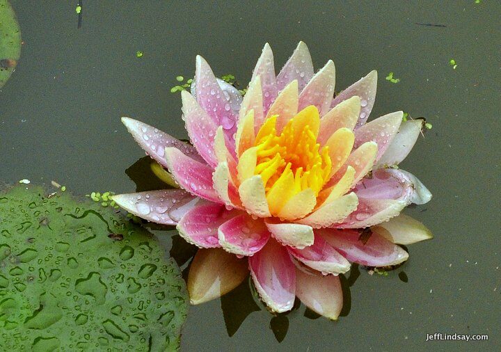 Xiamen, Fujian China, April 2013: water lily, wet