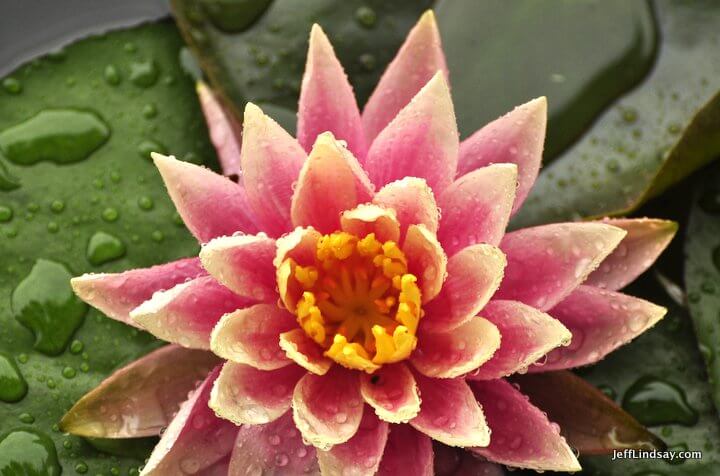 Xiamen, Fujian China, April 2013: water lily, wet