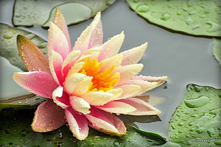 Xiamen, Fujian China, April 2013: more wet water lilly views